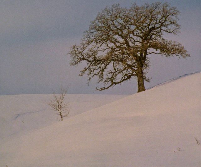 Bur oak in winter by Nadine Blacklock (1984)
