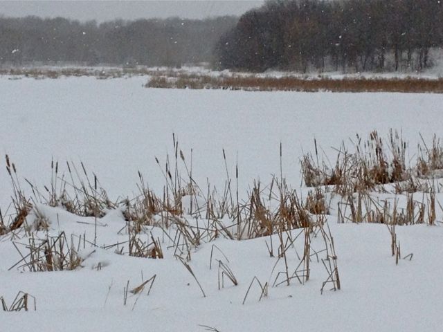 Grass Lake in snowfall (2013)