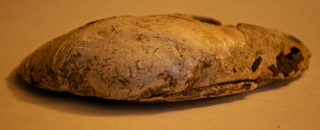 Outside of a White River mussel shell